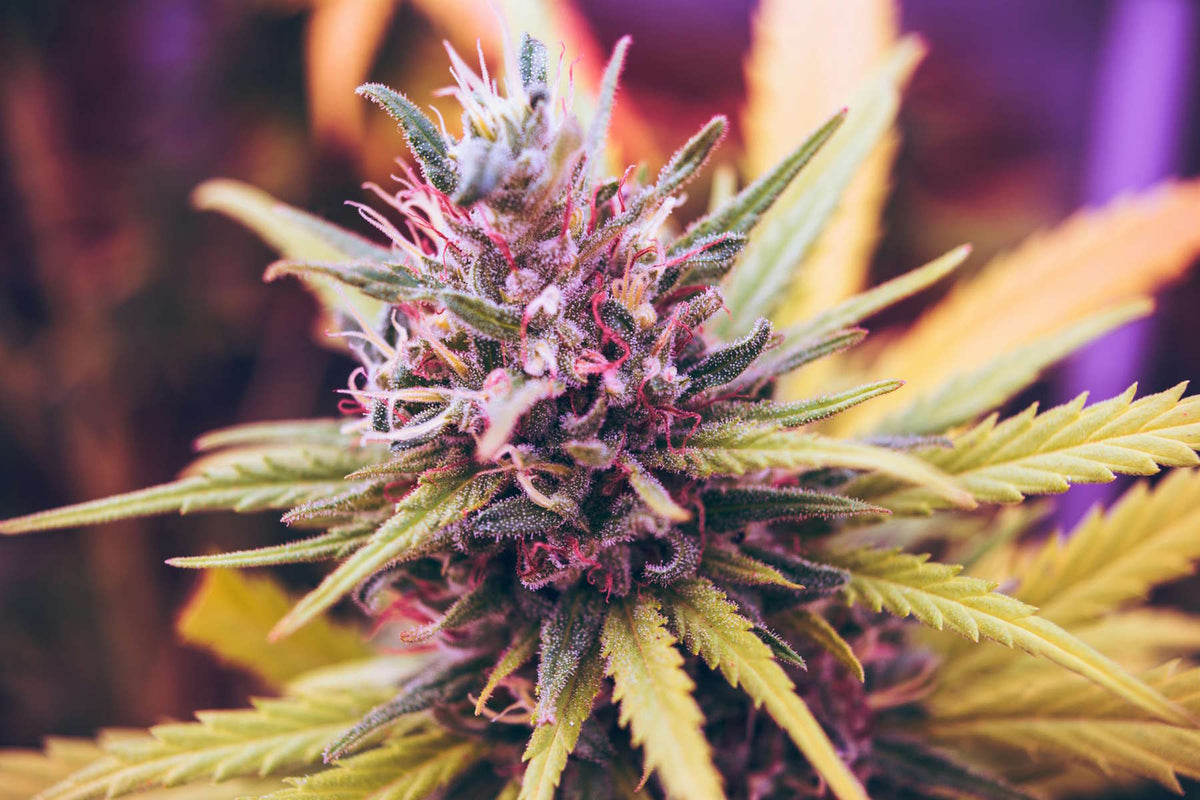 Purple Cannabis Pflanze