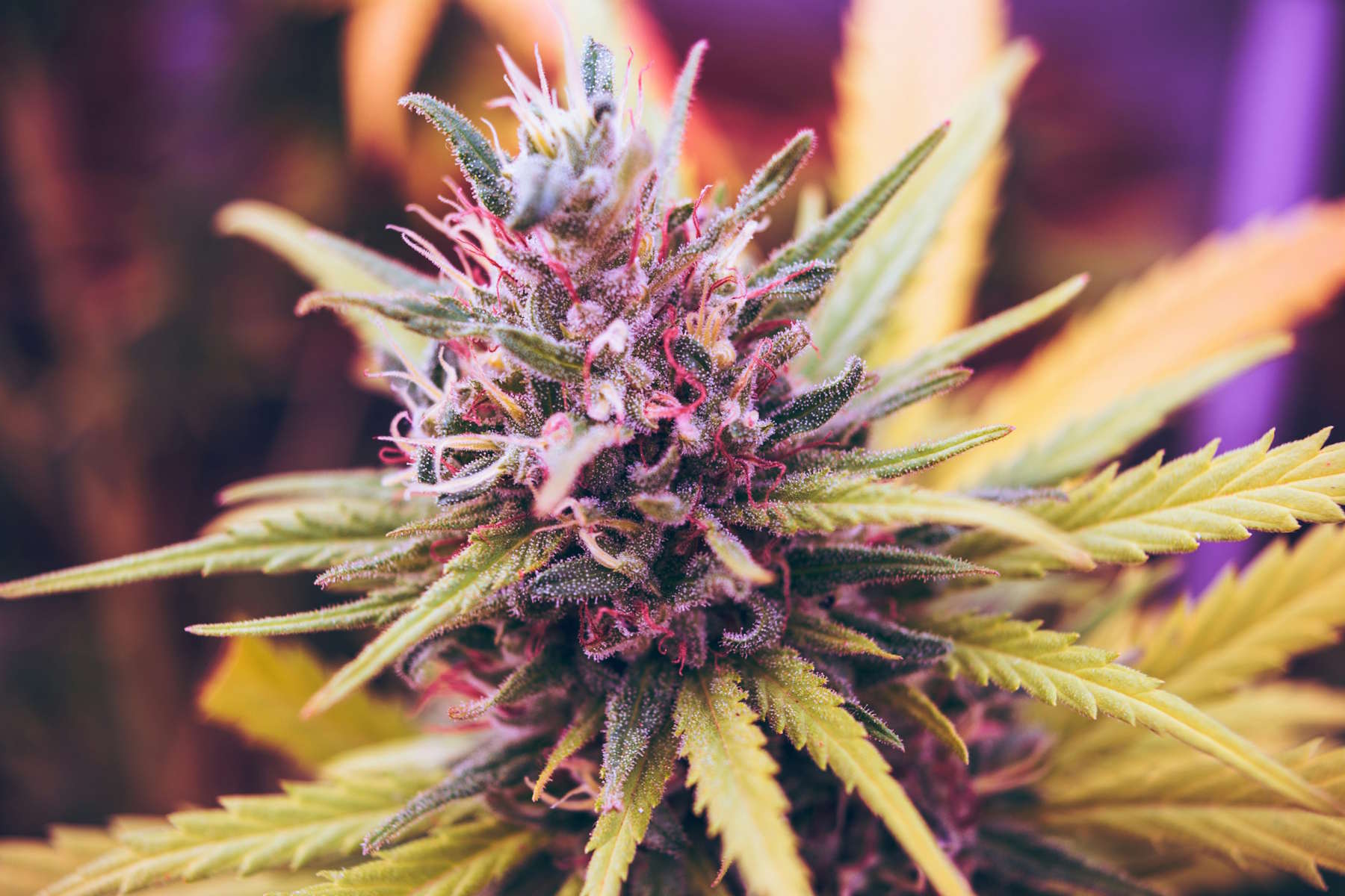 Purple Cannabis Pflanze