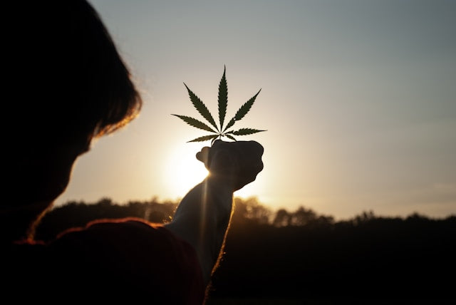 mann-haelt-cannabisblatt-in-die-sonne