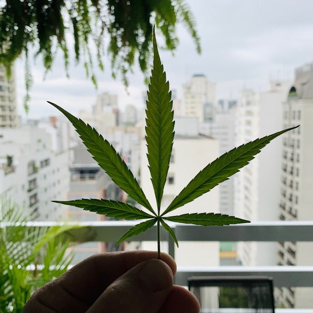 person-haelt-cannabis-blatt-hoch