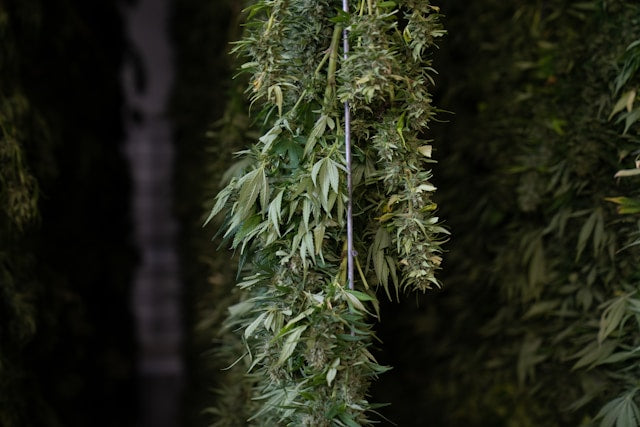 cannabis-trocknet-im-dunkeln