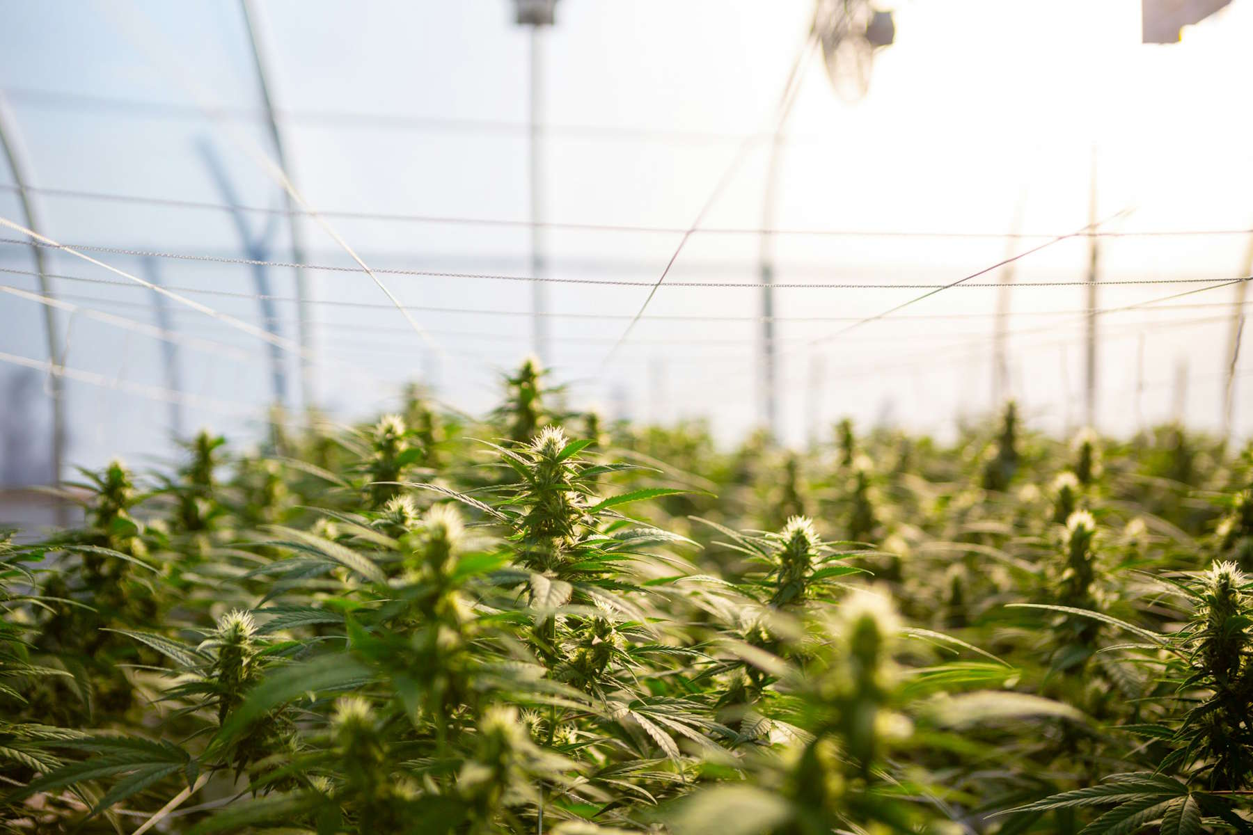 cannabis indoor plantage