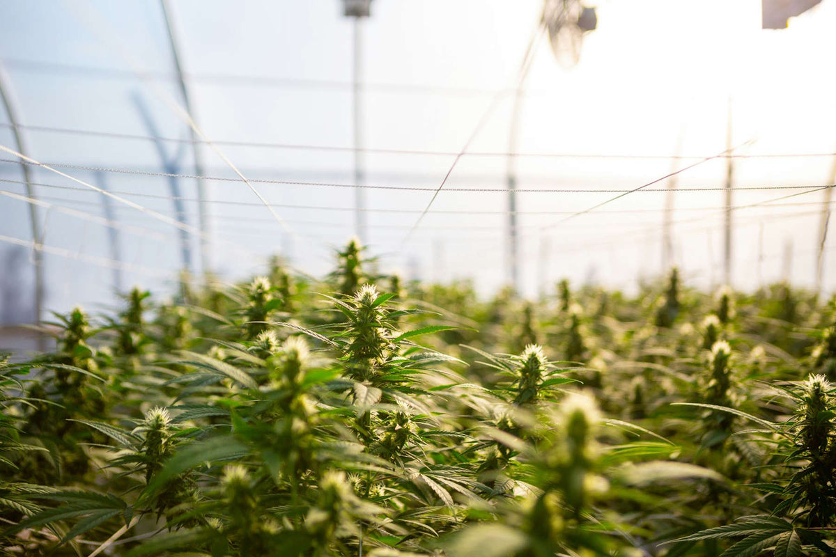 cannabis indoor plantage