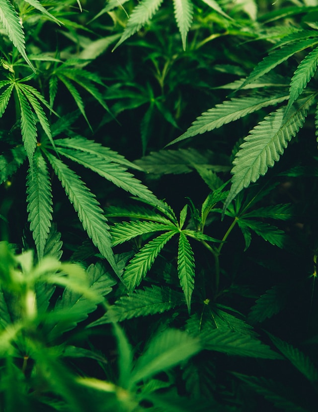 cannabis-pflanzen-wachsen
