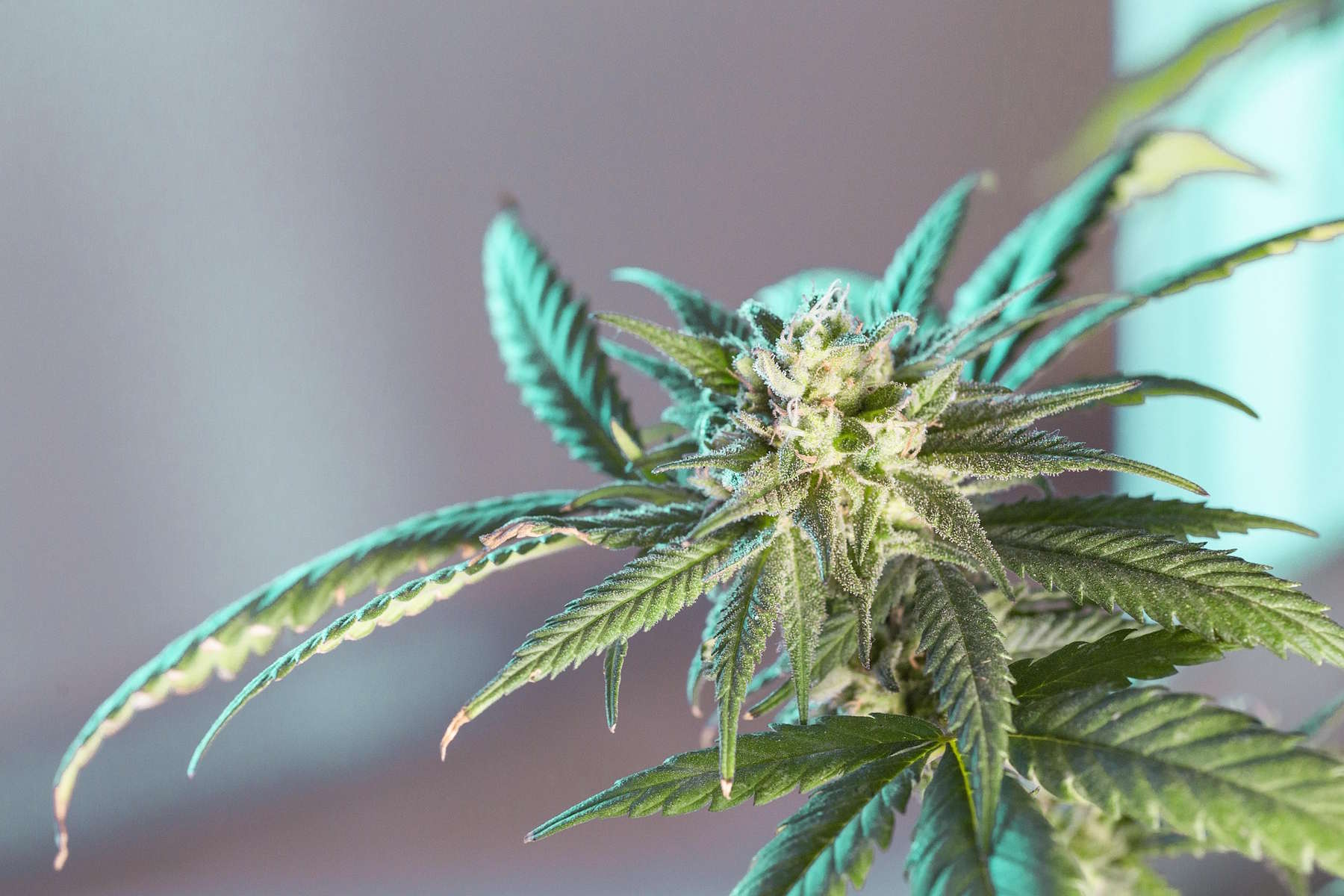 Cannabis Terpene Nahaufnahme