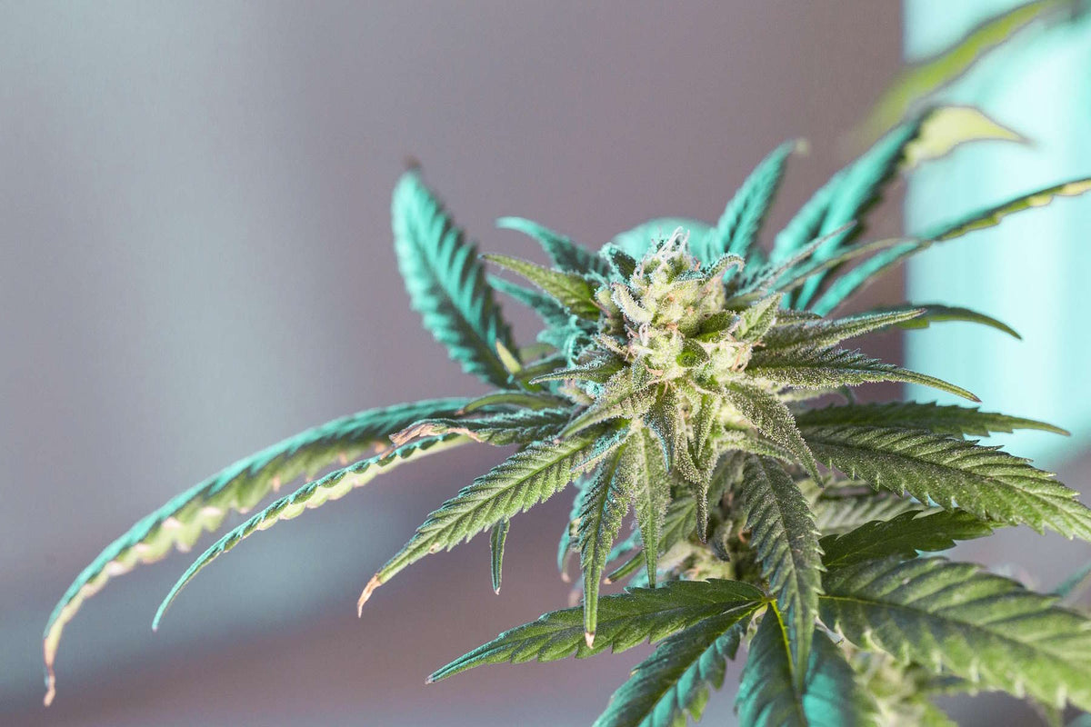 Cannabis Terpene Nahaufnahme