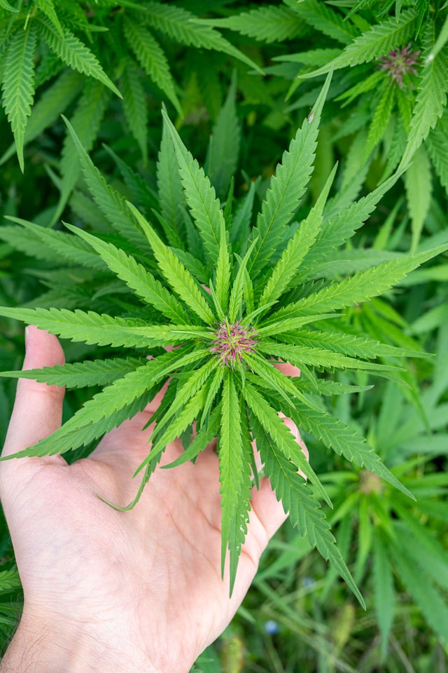 cannabisbluete-in-der-hand