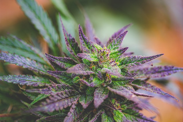Sativa vs. Indica Wirkung: Unterschiede, Anwendungsbereiche und Wissenswertes