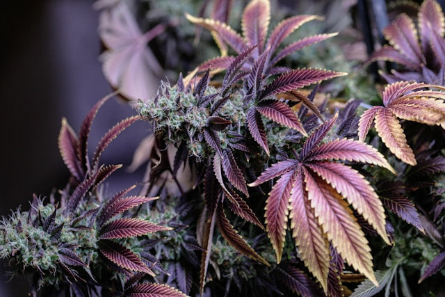 Top 10 Cali Strains 2025: Die besten Sorten im Überblick