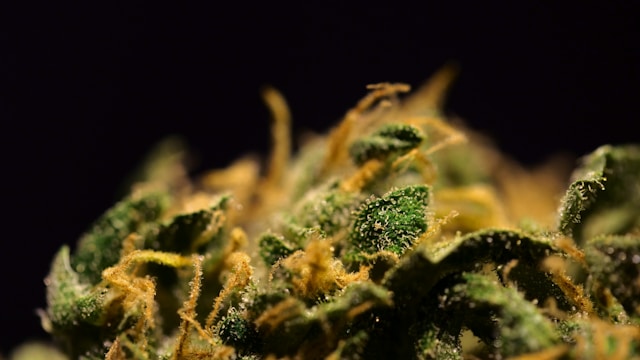 Cannabis Trichome erklärt: So funktionieren die Wirkstofffabriken von Cannabis