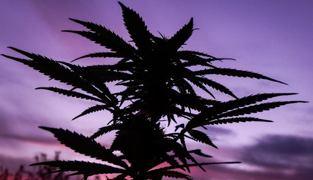 Cannabis-Nachweis