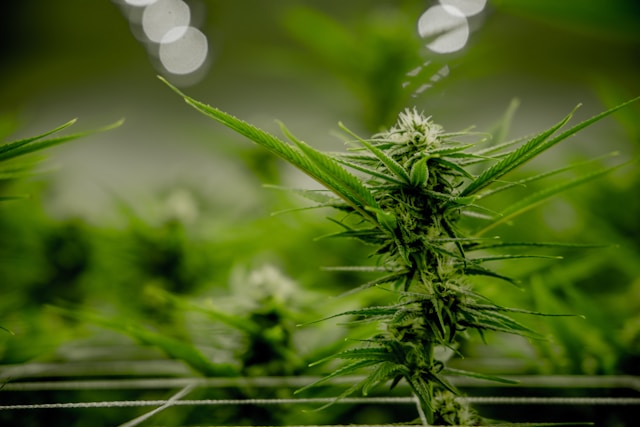 Afghan Skunk im Porträt: Herkunft, Geschmack und Anbau-Tipps