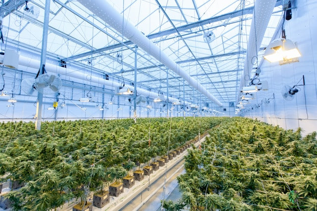 Medizinisches Cannabis: Welche Sorten gibt es und wie wirken sie?
