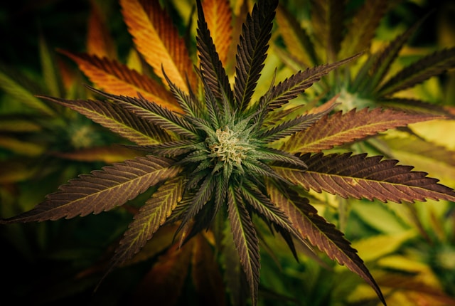 Cannabis-Nachweis