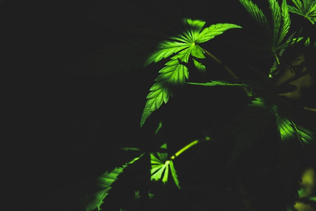 Cannabis gegen Stress: Wirkung und Risiken im Überblick