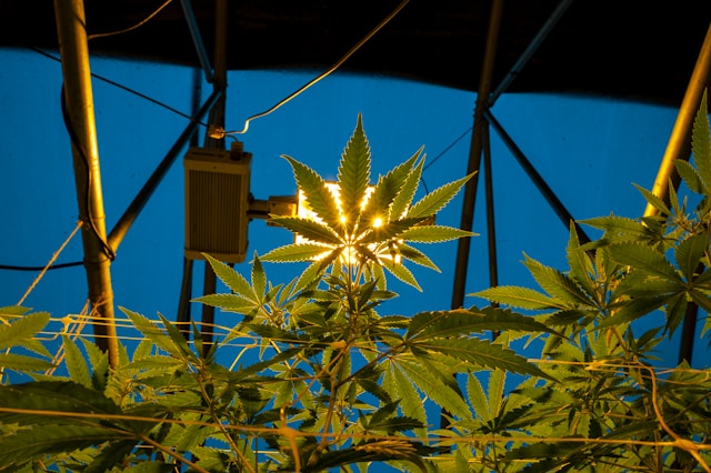 Cannabis bestrahlt vs. unbestrahlt: Der komplette Faktencheck