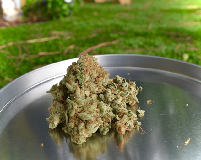 Unterschied Indica-Sativa: So erkennst du die wichtigsten Merkmale