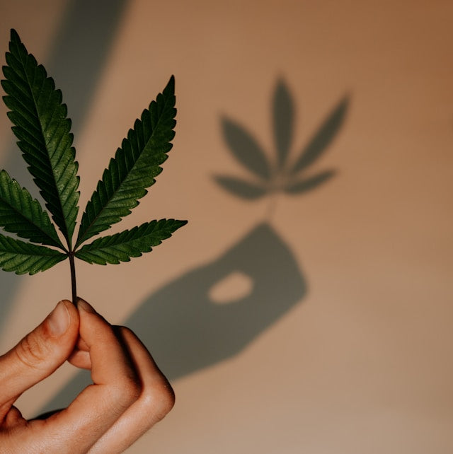 So nutzt Du THC Spray: Wirkung, Anwendung & legal kaufen