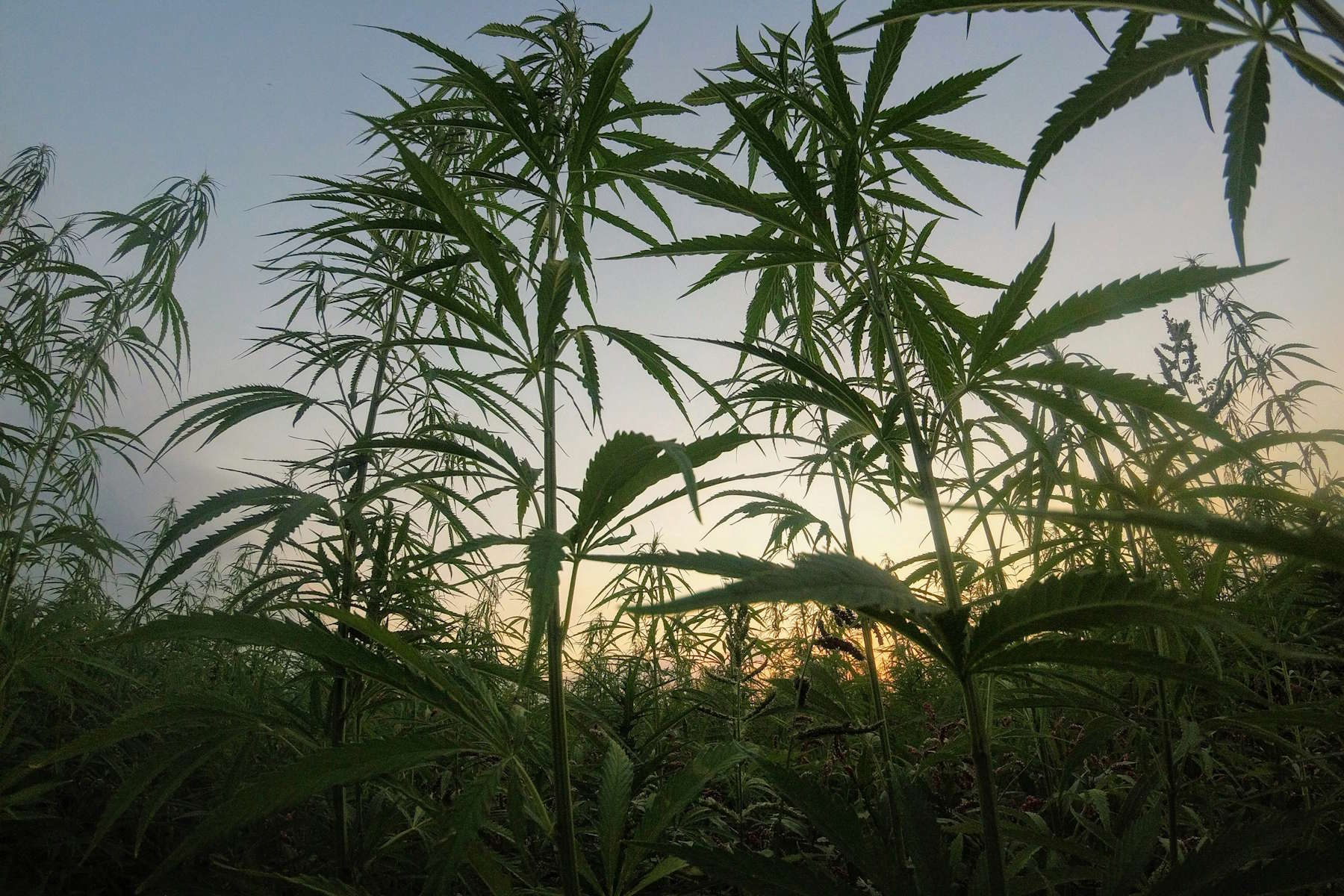 Herkunft der Cannabispflanze